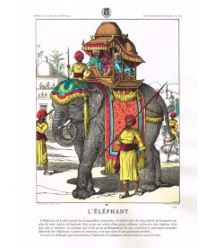 N° 15 Éléphant en costume d'apparat - Arts ninou peinture