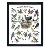 Affiche "Nos bons petits oiseaux"